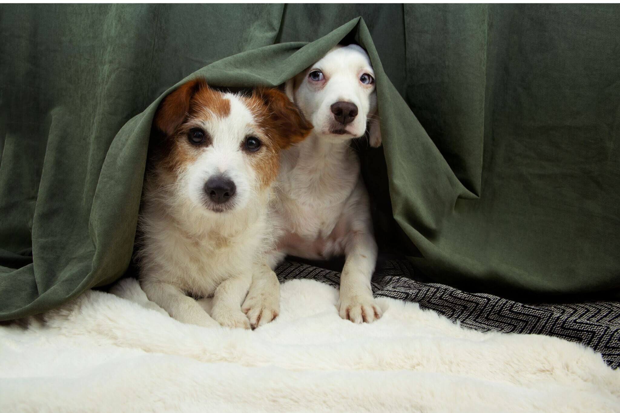 Vuurwerkangst dieren